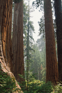 marxela:  Giant Sequoias, favorite trees.