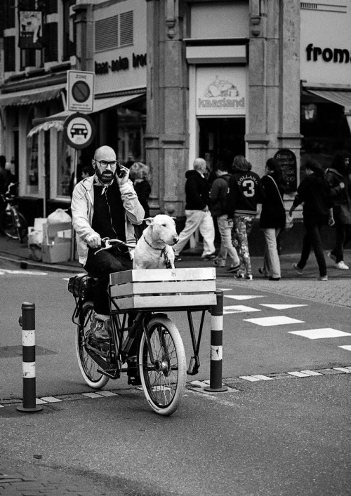 qtaroqhoji: delightfulcycles:  man, beard, bike and staffie (via Jarek Kozlowski)  賢い犬。