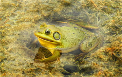 toadschooled:A nice pig frog [Rana grylio] sitting on a partially submerged weed bed in the Green Ca