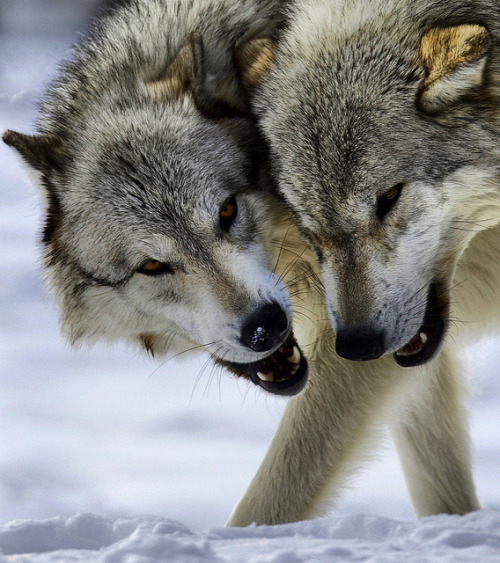 beautiful-wildlife:  Wolves by Jeremy Weber 