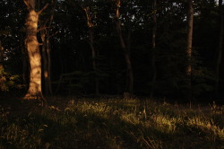 hinterdemmond:          sunset in the forest 
