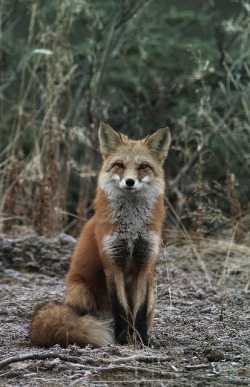 kintype-aesthetic:  Red fox aesthetic for