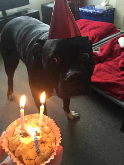 awwww-cute:He turned three today (Source: http://ift.tt/1LfbgNj)