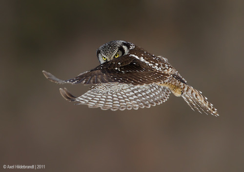 mizstorge: Northern Hawk Owl I gave this owl to Voldemort in my fic Summer’s Treason because, 