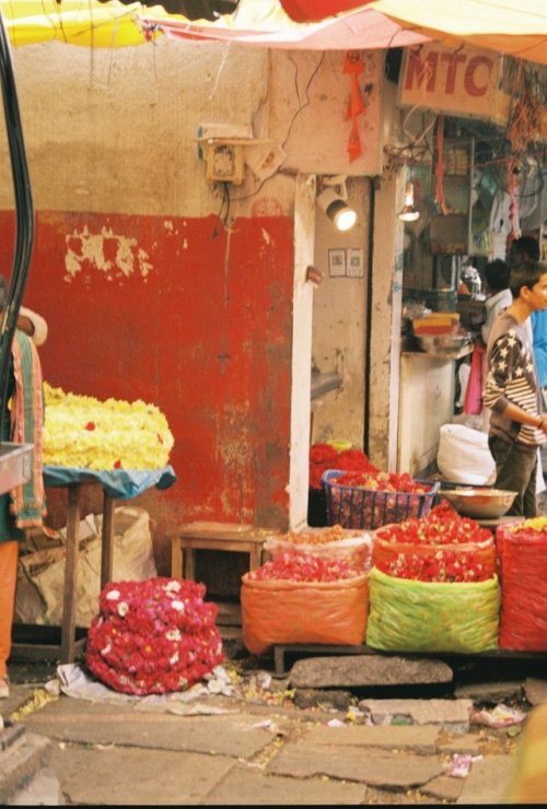 stellasofiakummer:India & Sri Lanka on film