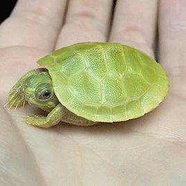 dearlystims: 🐢| ig: aquamike23