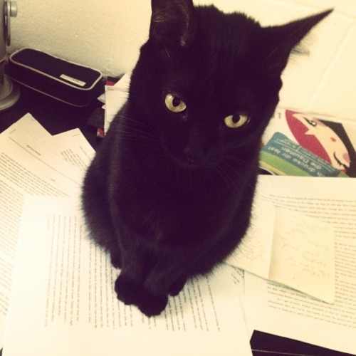 Stop editing and pay attention to me! #cats #adorable #cantwork