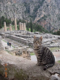 theonlybrookeworm:  So I just wanted to inform people that if you go to the temple to Apollo at Delphi where the oracle at Delphi was situated there are cats, like everywhere and they are so placid I spent most of my time there with a kitten in my arms,