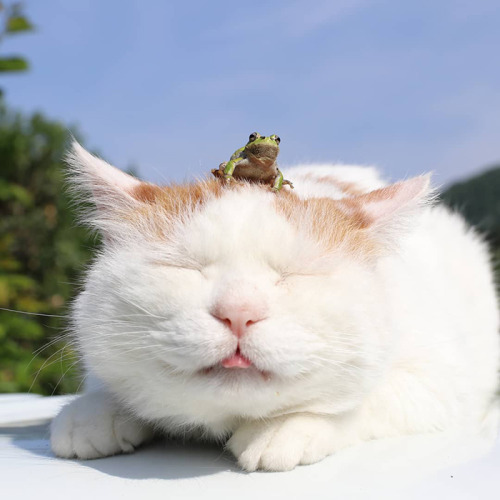 blogboestbelle: catsbeaversandducks: Shiro Neko, The Most Relaxed Cat On Earth, Has Passed Away At A