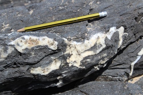 i-paperslut-fotografia:Fine shale with quartz veins and sigmoids.Grauvaques com veios de quartzo e s