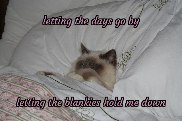 photo of a cat tucked into a bed, the caption reads "letting the days go by letting the blankies hold me down" in a pink font