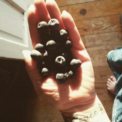 chasing-deer-woman:  Blueberries