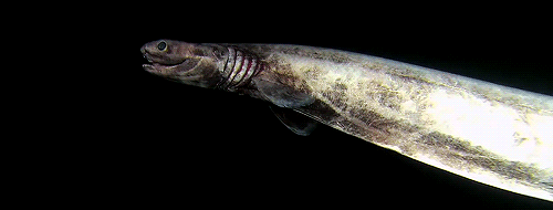 giffingsharks:  The Frilled shark has been called everything from a “sea serpent”