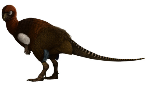 Animal C from the original poll, Kulindadromeus by Scott Reid. It is a small, bipedal animal, covered in fluffy feathers except on its lower limbs and tail. It has a small head with a little beak. The tail has alternating overlapping scales on top, with interlocking scales on the underside. The scales are all brown. The feathers are mostly brown, with some blue display feathers coming off of the legs. Its back and head are covered in red feathers. It is very cute.
