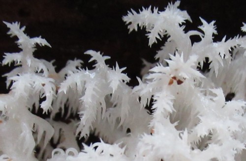 madmushlove: Comb tooth HericiumHericium coralloidesDecember snowflakes on a dark winter’s night?Not