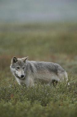 celtic-forest-faerie:  {An Alaskan Grey Wolf