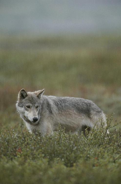 Porn photo celtic-forest-faerie:  {An Alaskan Grey Wolf