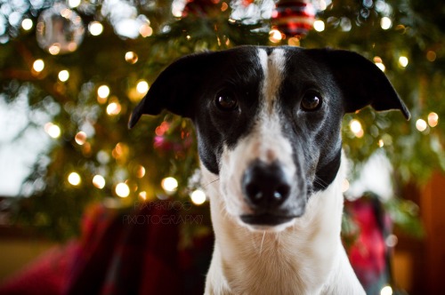 Holiday shoot (part one)!The first one is the only &ldquo;real&rdquo; keeper out of these th