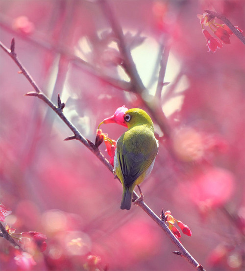 #697 小綠櫻櫺 Take time to smell the roses by John&amp;Fish on Flickr.