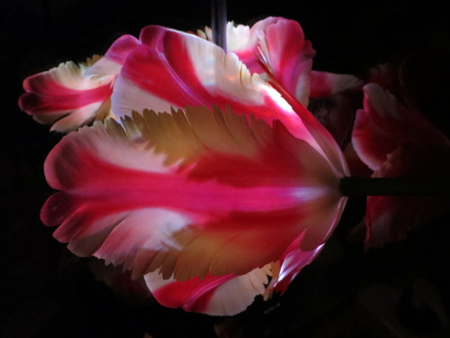 Parrot Tulips playing in the dark