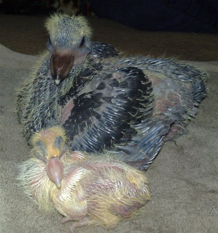 tinysaurus-rex:  quock-ko:  King pigeon chick compared to common-sized pigeon chick at the same age.