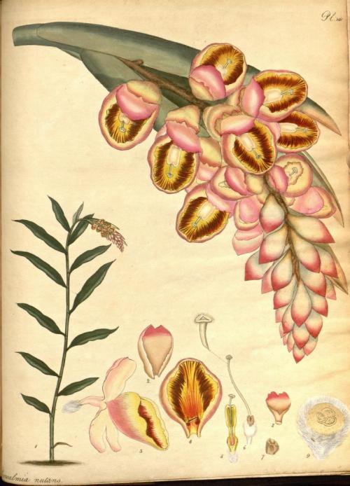 heaveninawildflower:1) Sweet-scented Water-lily2) Drooping-flowered Renealmia3) Brasilian Lily-Daffo