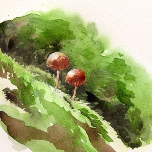 Ink and watercolor mushrooms. #sarasilkwood #sketch #ink #illustration #watercolor