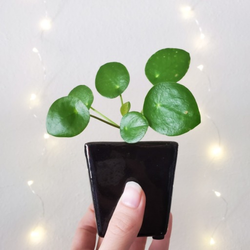gardenvarietyplantgirl:My Scindapsus is Such a Mess but I Love Her 