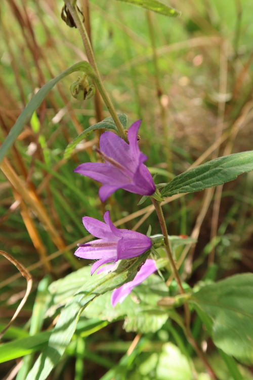 Campanula rapunculoides — creeping bellflower