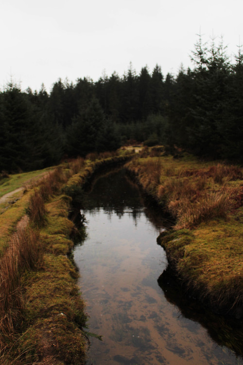 graymanphotography: lovely reflections in the leat