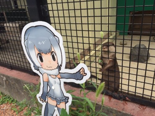 thespectacularspider-girl: kemono-friends: I can’t believe this otter found a waifu.