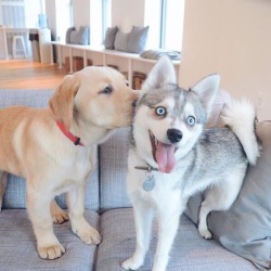 awwww-cute:  Unexpected kiss (Source: http://ift.tt/1Ix6Lx4)