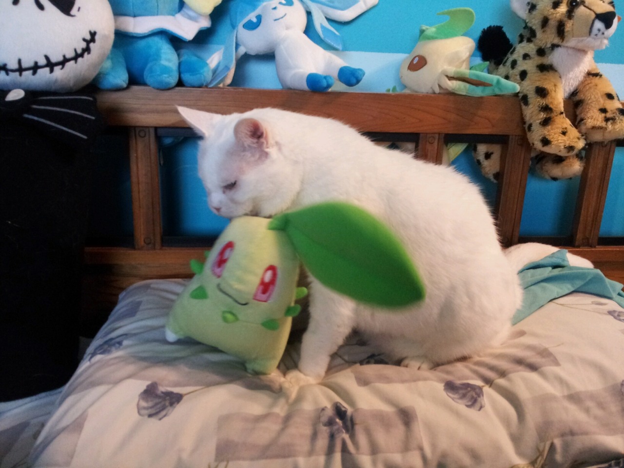 pokemonpalooza:  Just in case you have had a bad day and need photos of a cat cuddling