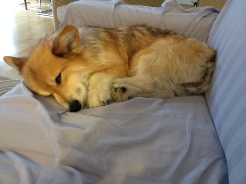jasperislington:  This is what I look like after 5 days of camp. Zzzzz. 