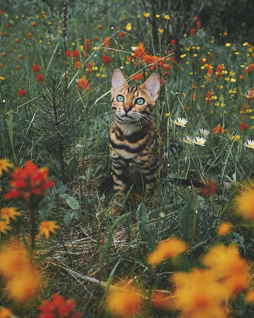 landscape-photo-graphy: Beautiful Bengal Cat Suki Adds Magic With Her Dazzling Sea