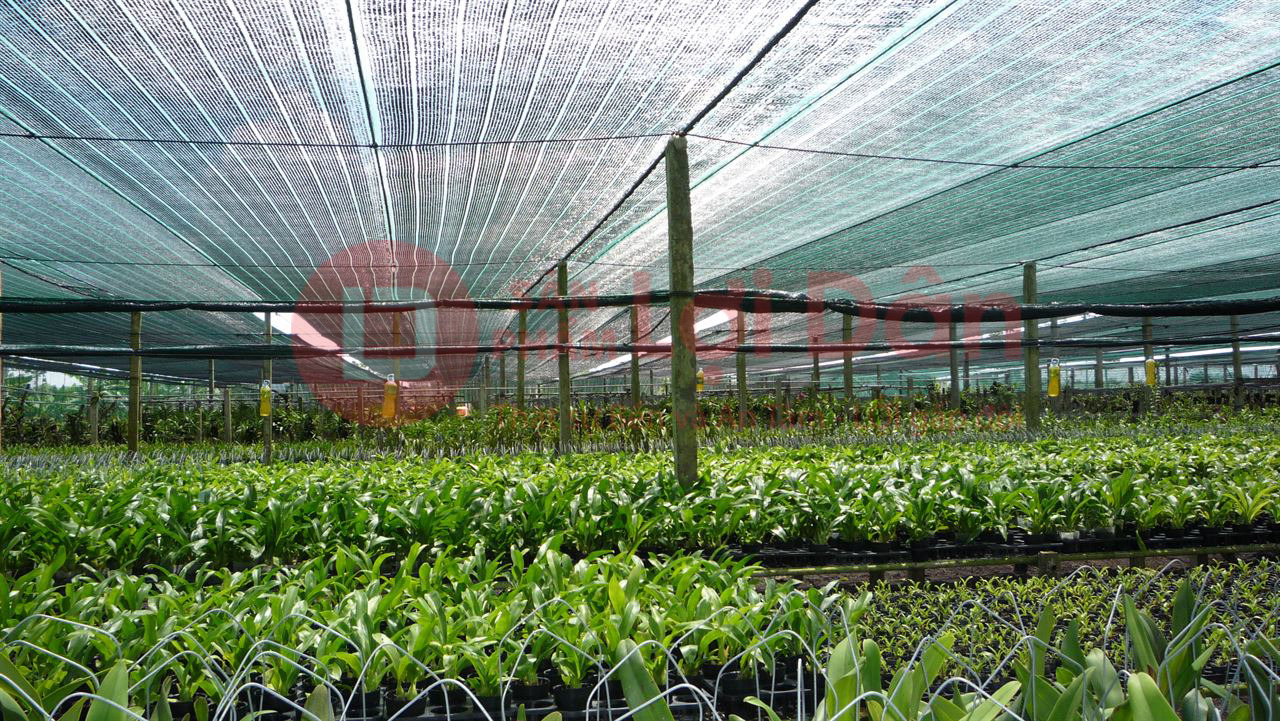 Ứng dụng của lưới che nắng Thái Lan trong việc trồng hoa lan ở Đà Lạt