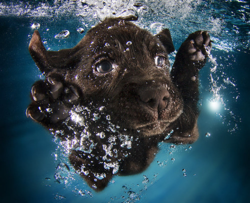 mymodernmet:  Seth Casteel, the photographer behind Underwater Dogs, is back with the adorable series Underwater Puppies (available at Barnes & Noble). Casteel, who taught over 1500 puppies how to swim, hopes to raise awareness of rescue and adoption