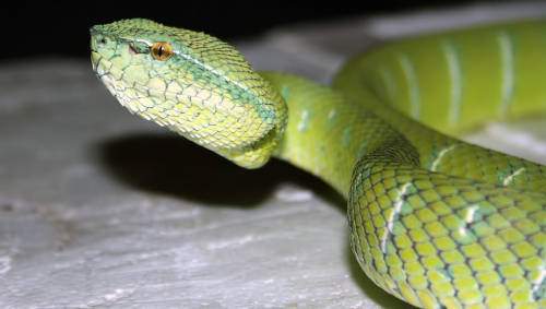 exotic-venom:  (Tropidolaemus wagleri) temple pit viper 
