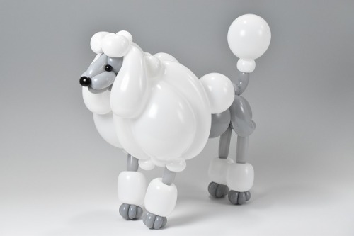 isopresso:  プードルpoodle2017.7.30