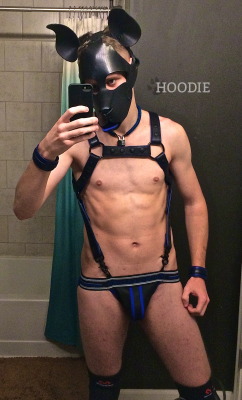 puphoodie:  &gt;:)  Who wants to come play? Find more on Twitter! 