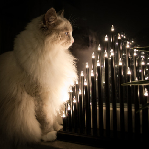 janeypievanas: Majestic Sir Floof dreaming of Christmas tree ornaments and bows on gifts to play wit