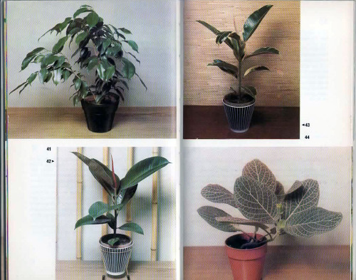 Porn Pics sister-saint:  ooobie:  house plants, 1964