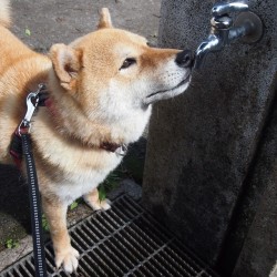 shibainu-komugi:  ここからお水が出るのかな？