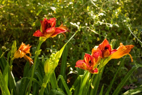 Orange Lilies