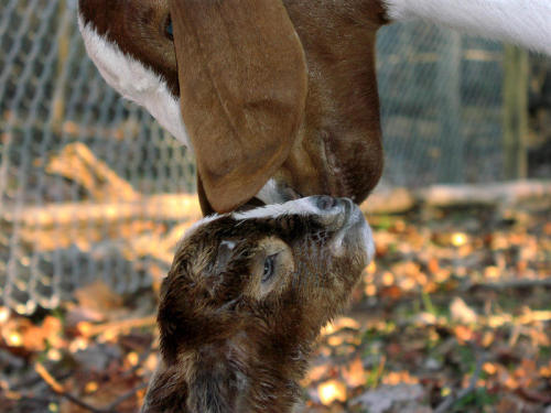 mother’s kiss