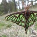 trulyvincent:Spanish Moon Moths