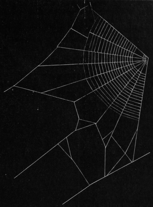 chaosophia218:Henry McCook - Spider Webs, “American Spiders and Their Spinningwork”, 1889.