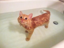 unimpressedcats:scruba dub dub theres a kitty in the tub 