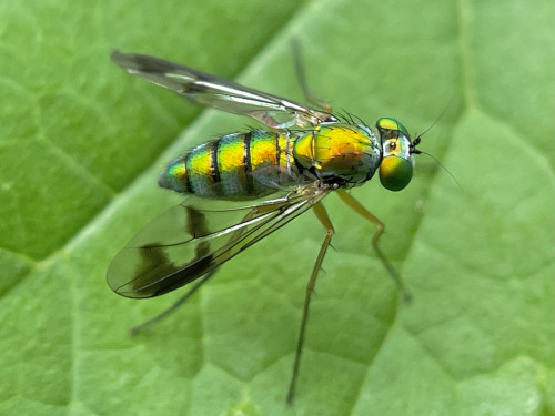 I See At Least One Cool Bug A Day, And Usually Many More, But Its Not Because I Live Anywhere Particularly