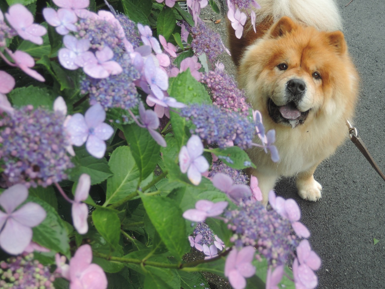 chow29dora:  雨上がりの紫陽花。Hydrangea After Rain. 今年もトトロをイメージしたく、河川敷に群生していたつる草の葉を一枚頭にのせてみたけど、なんか微妙だ。まんまるオツムで柏餅っぽい・・・。Totoro